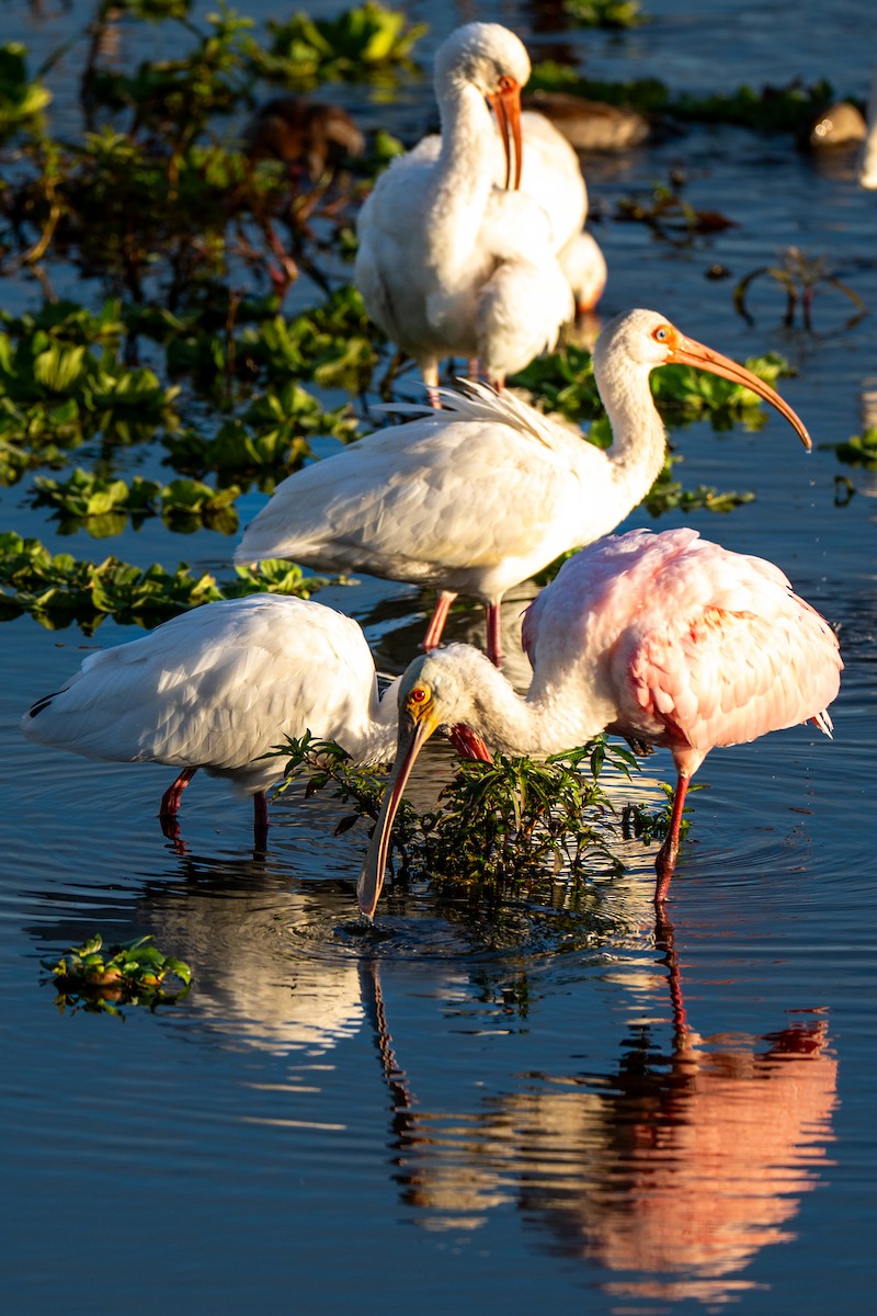 Roseate Spoonbill - ML646220084