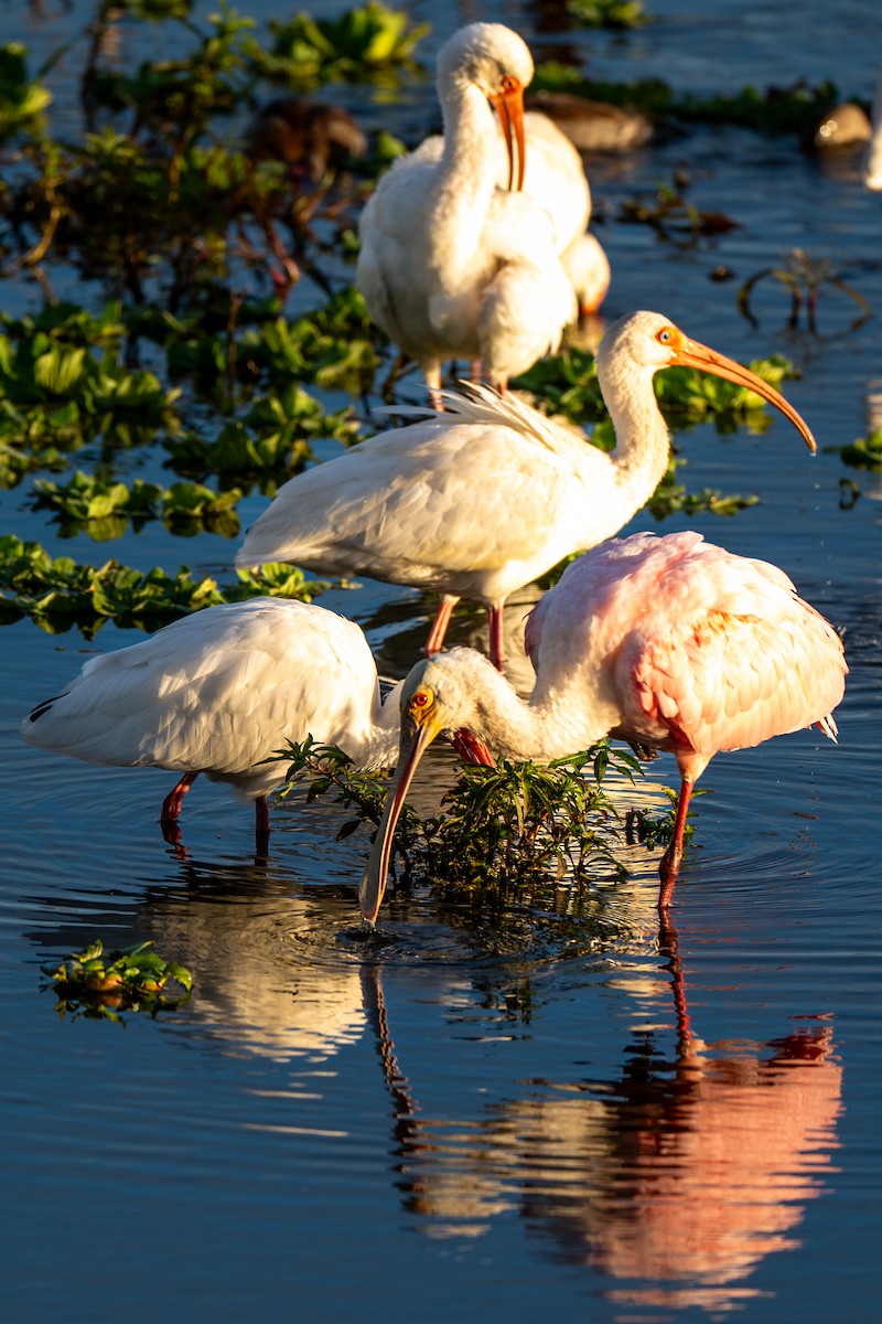Roseate Spoonbill - ML646220085