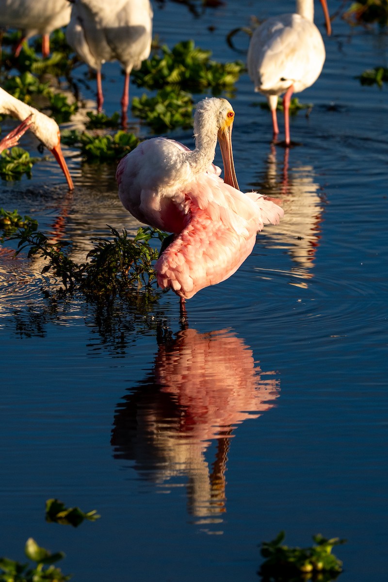 Roseate Spoonbill - ML646220086