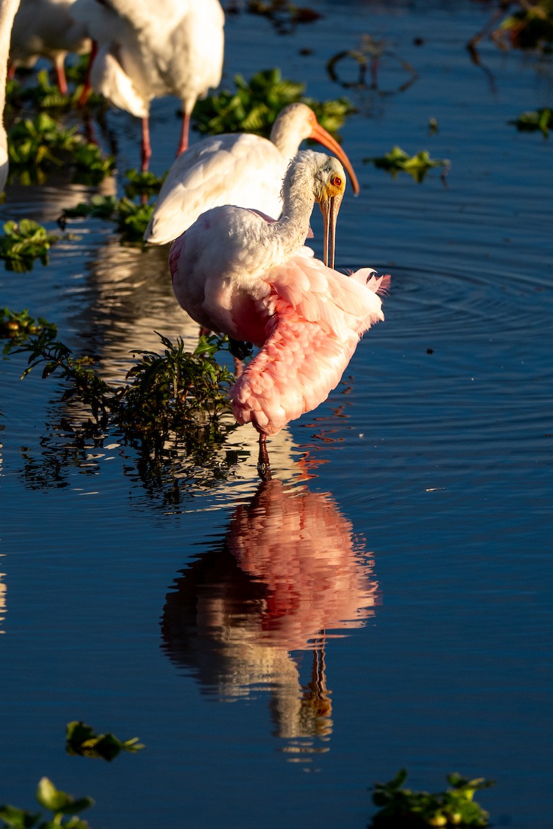 Roseate Spoonbill - ML646220087
