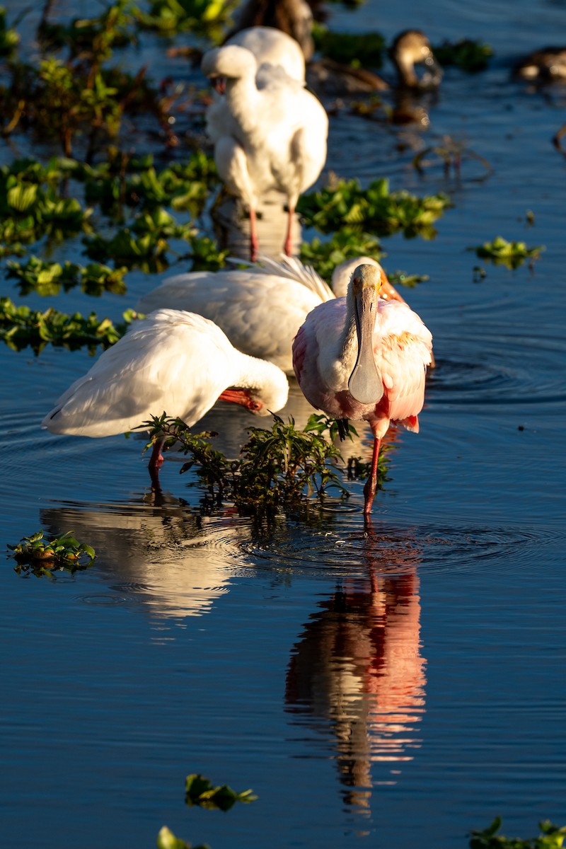 Roseate Spoonbill - ML646220088