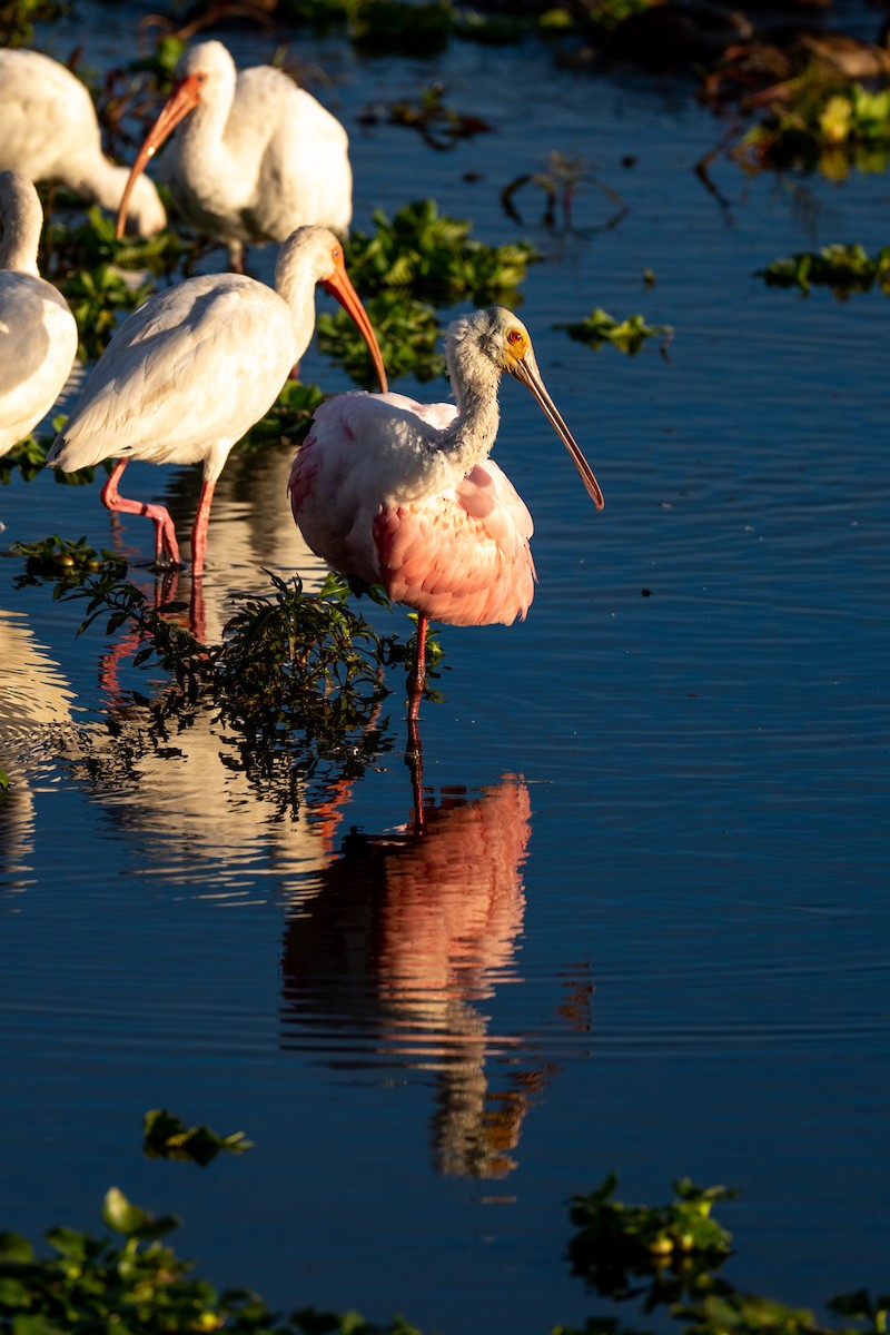 Roseate Spoonbill - ML646220089