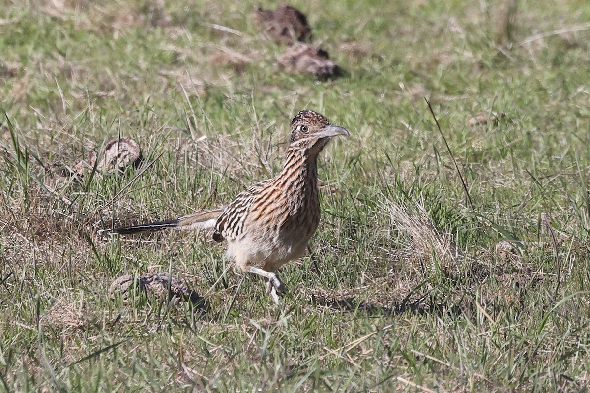 Greater Roadrunner - ML646220090