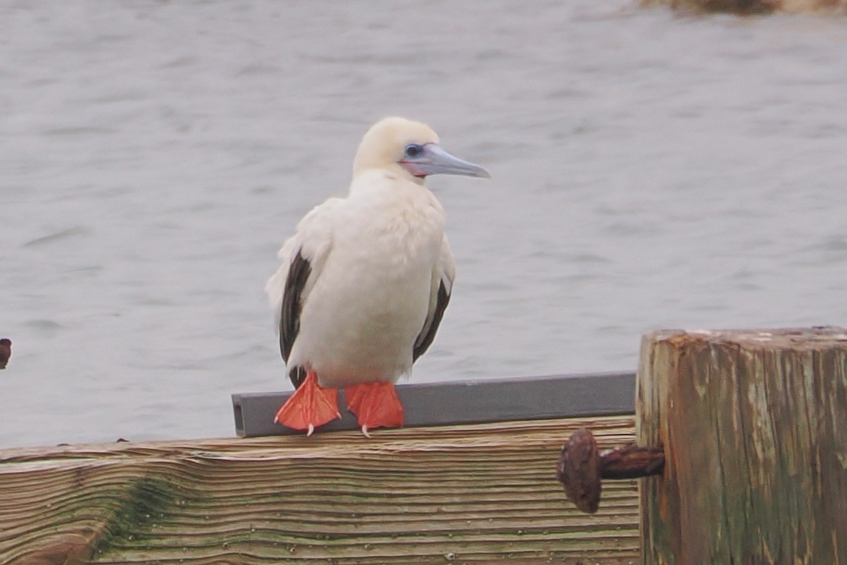 Сула червононога - ML646220093