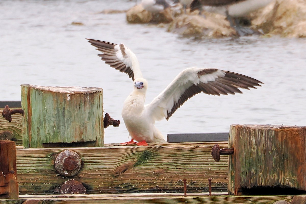 Сула червононога - ML646220094