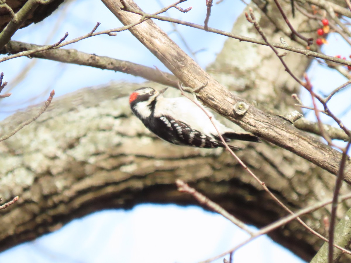 Downy Woodpecker - ML646220095