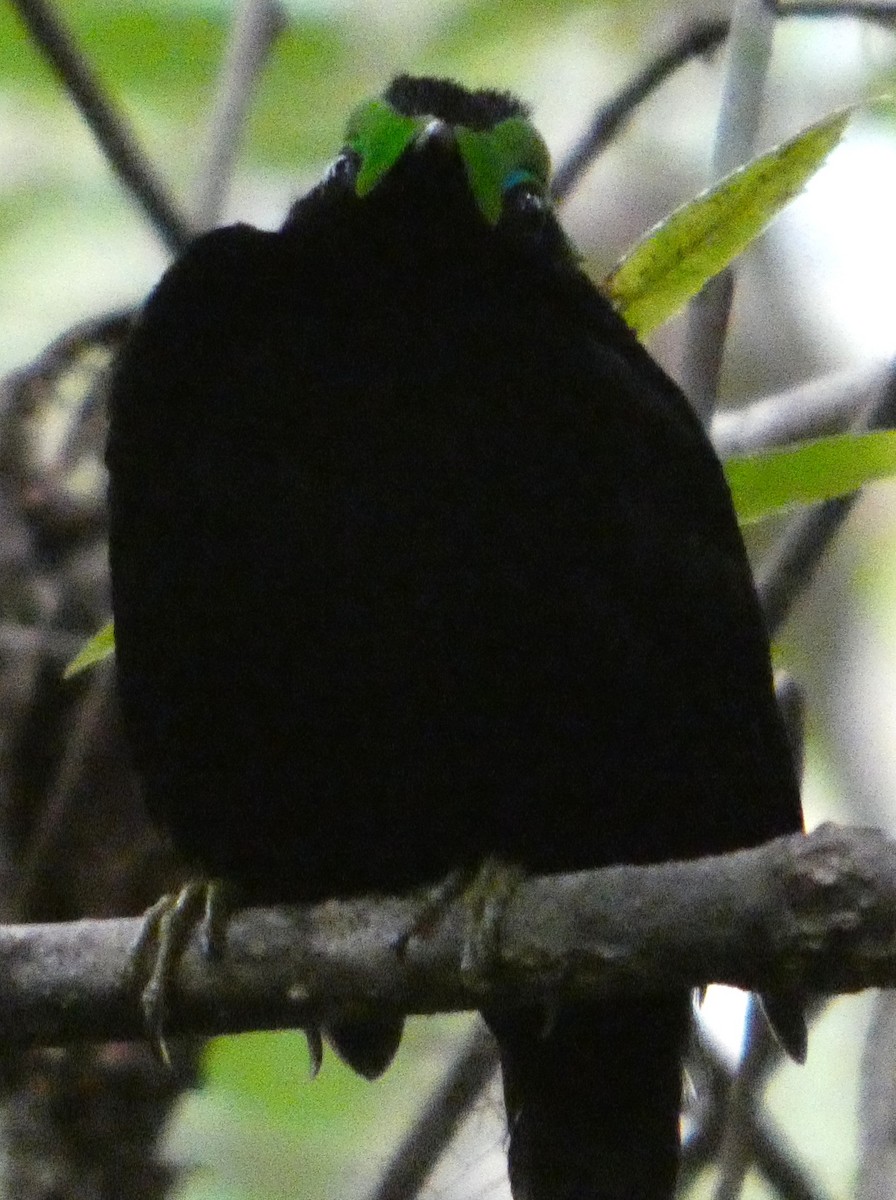 Асіті чорний - ML646220104