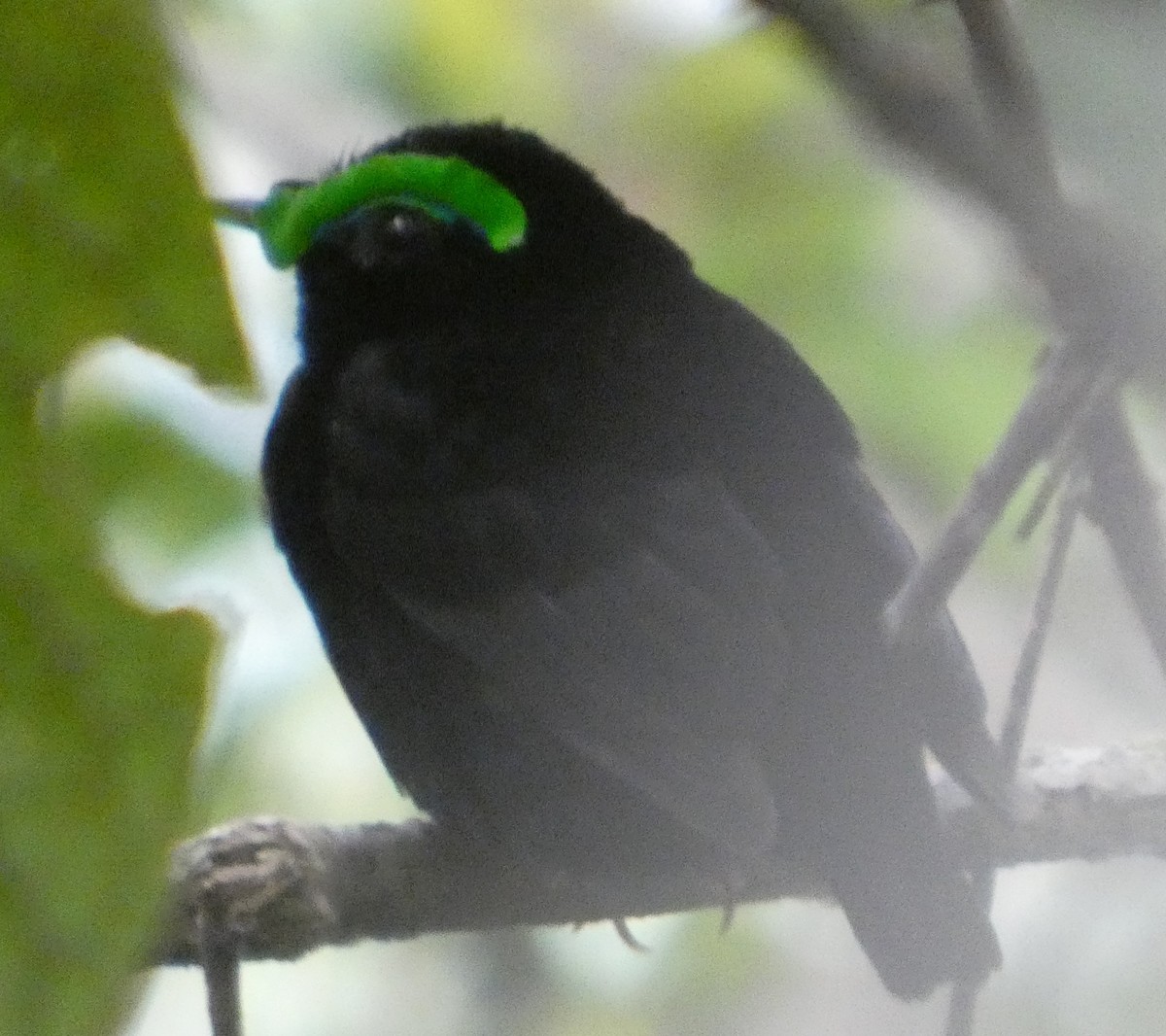 Асіті чорний - ML646220106