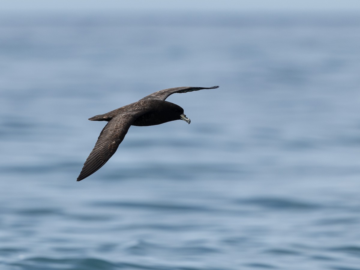 westlandpetrell - ML646220108