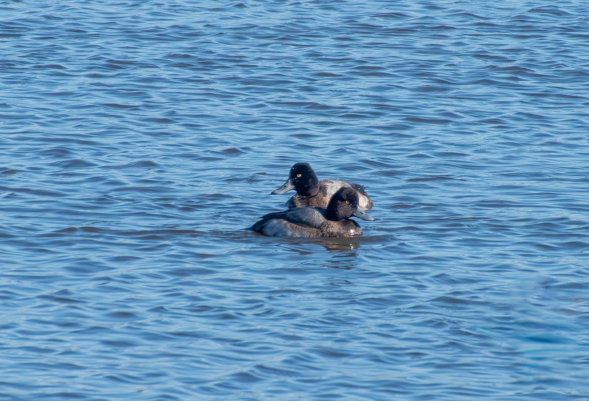 Lesser Scaup - ML646220110