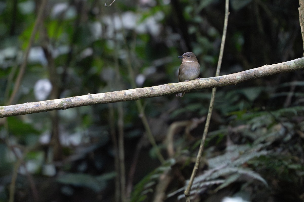White-tailed Flycatcher - ML646220115