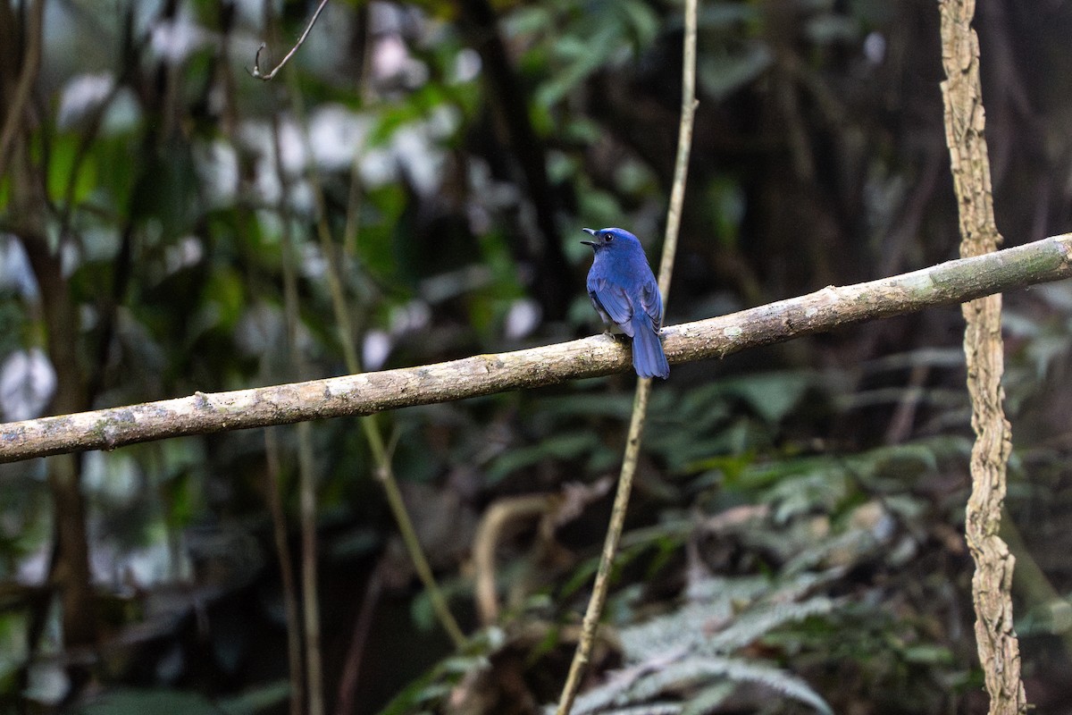 White-tailed Flycatcher - ML646220116