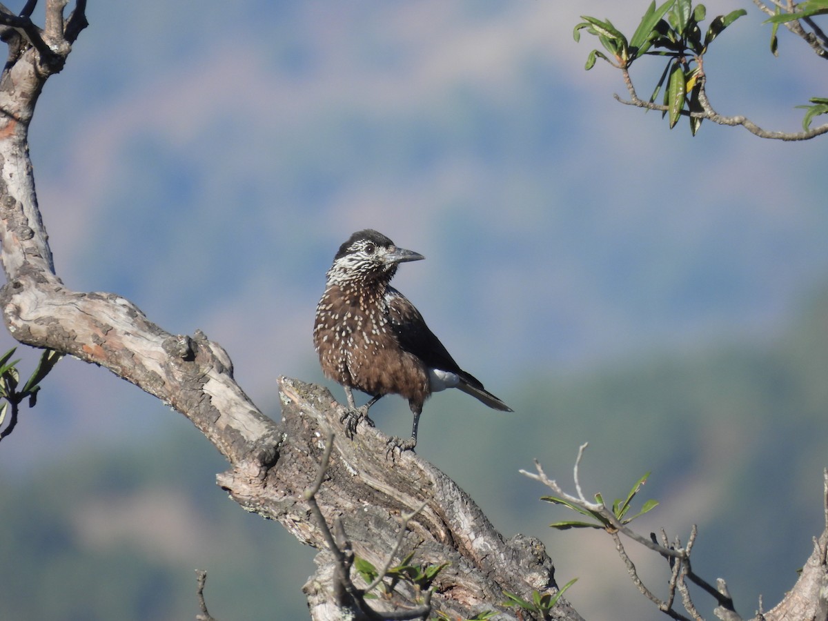 Southern Nutcracker - ML646220117