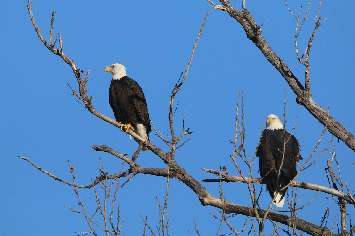 Pygargue à tête blanche - ML646220120