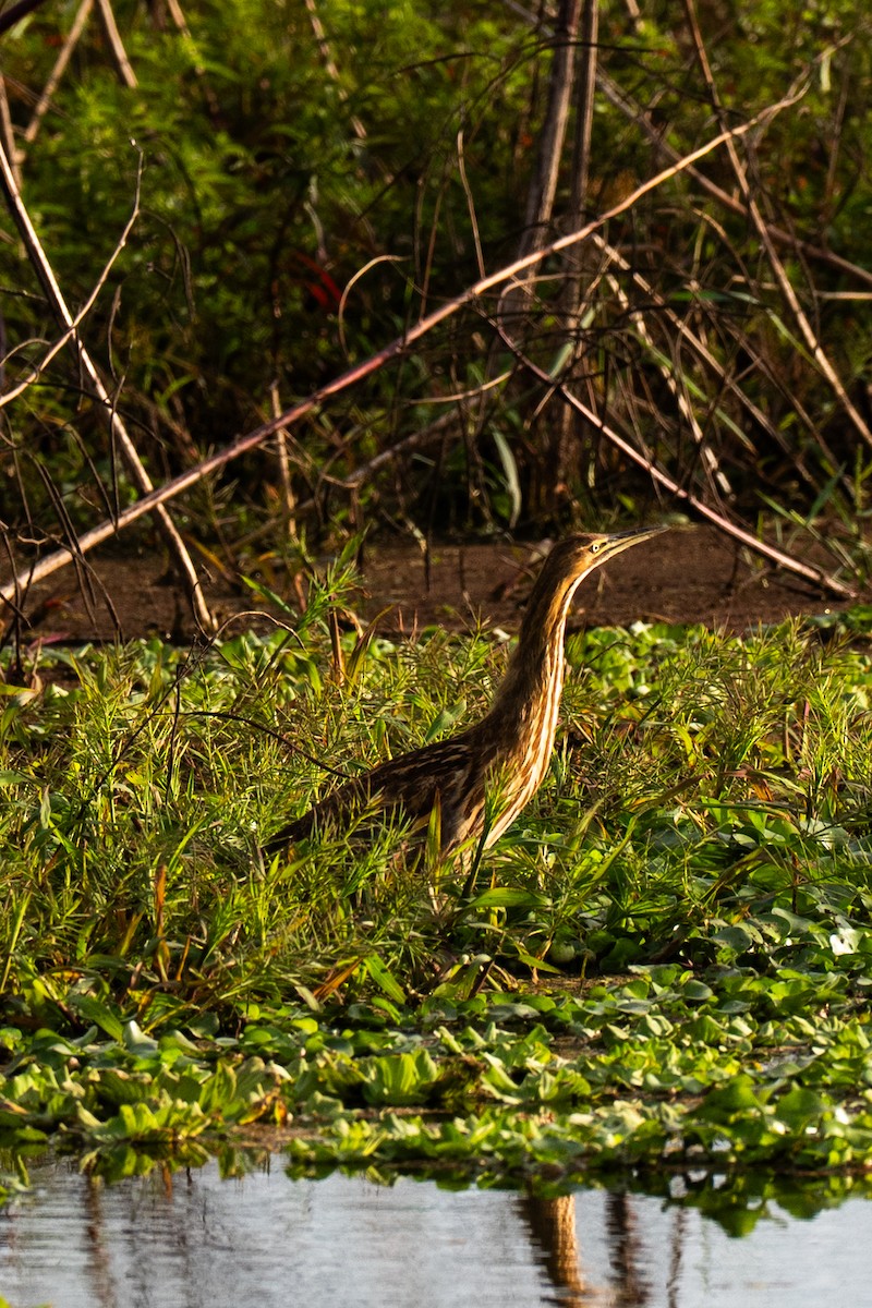 American Bittern - ML646220122
