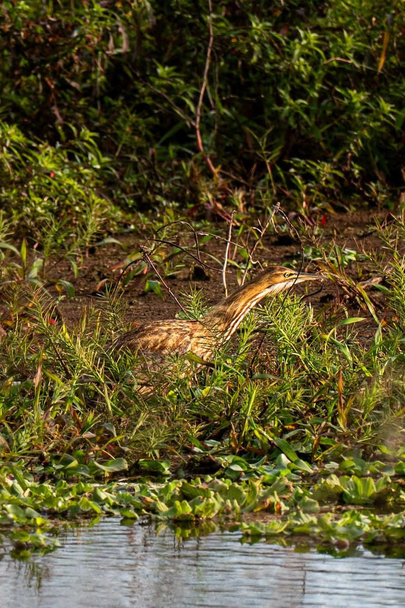 American Bittern - ML646220123