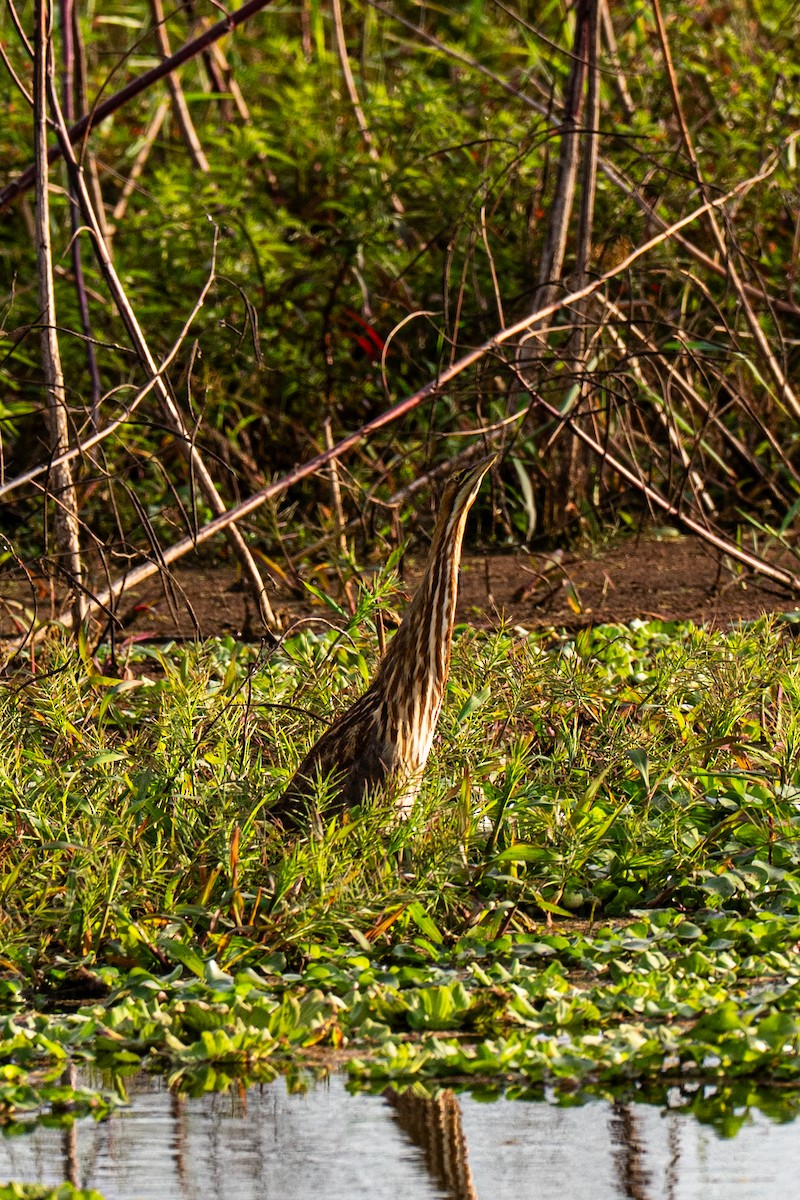 American Bittern - ML646220124