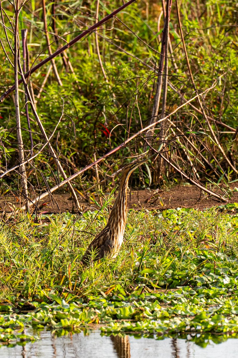American Bittern - ML646220125