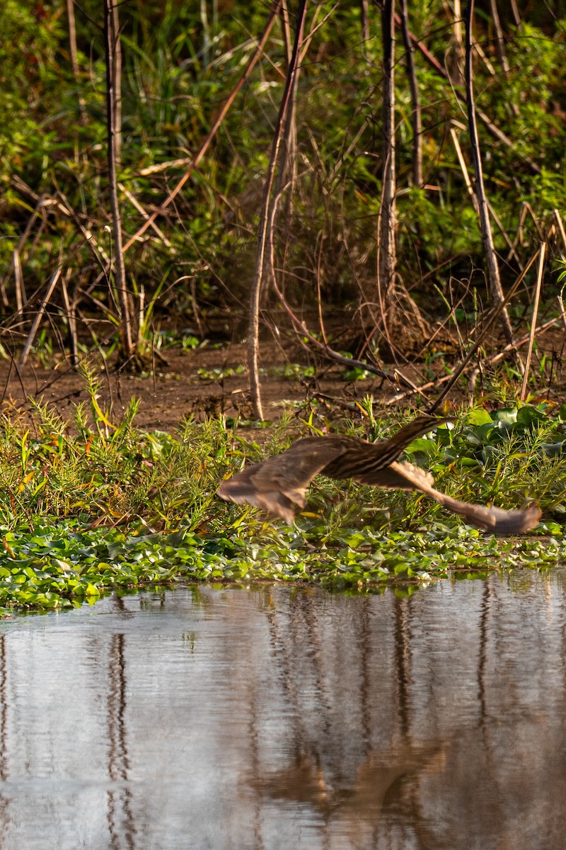 American Bittern - ML646220126