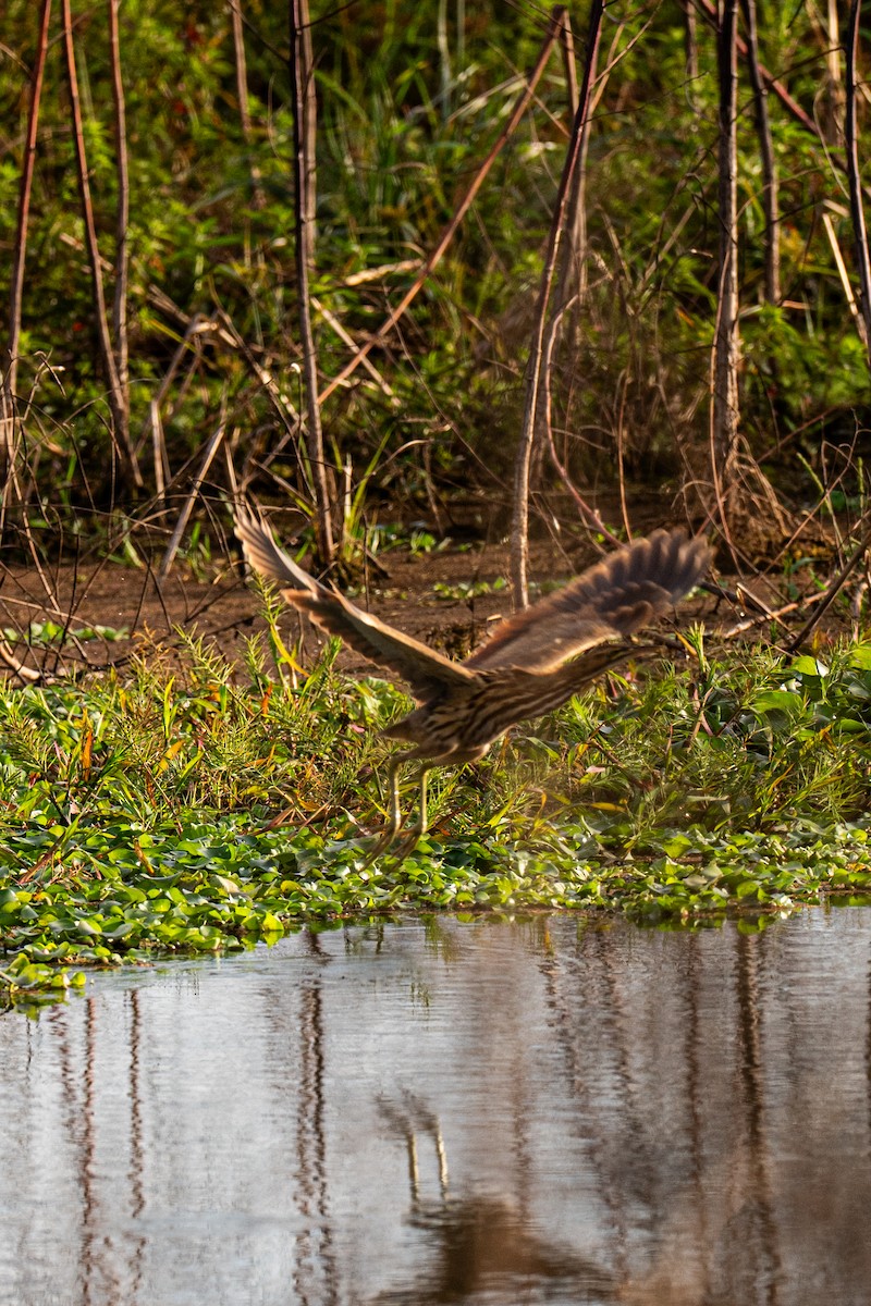 American Bittern - ML646220127