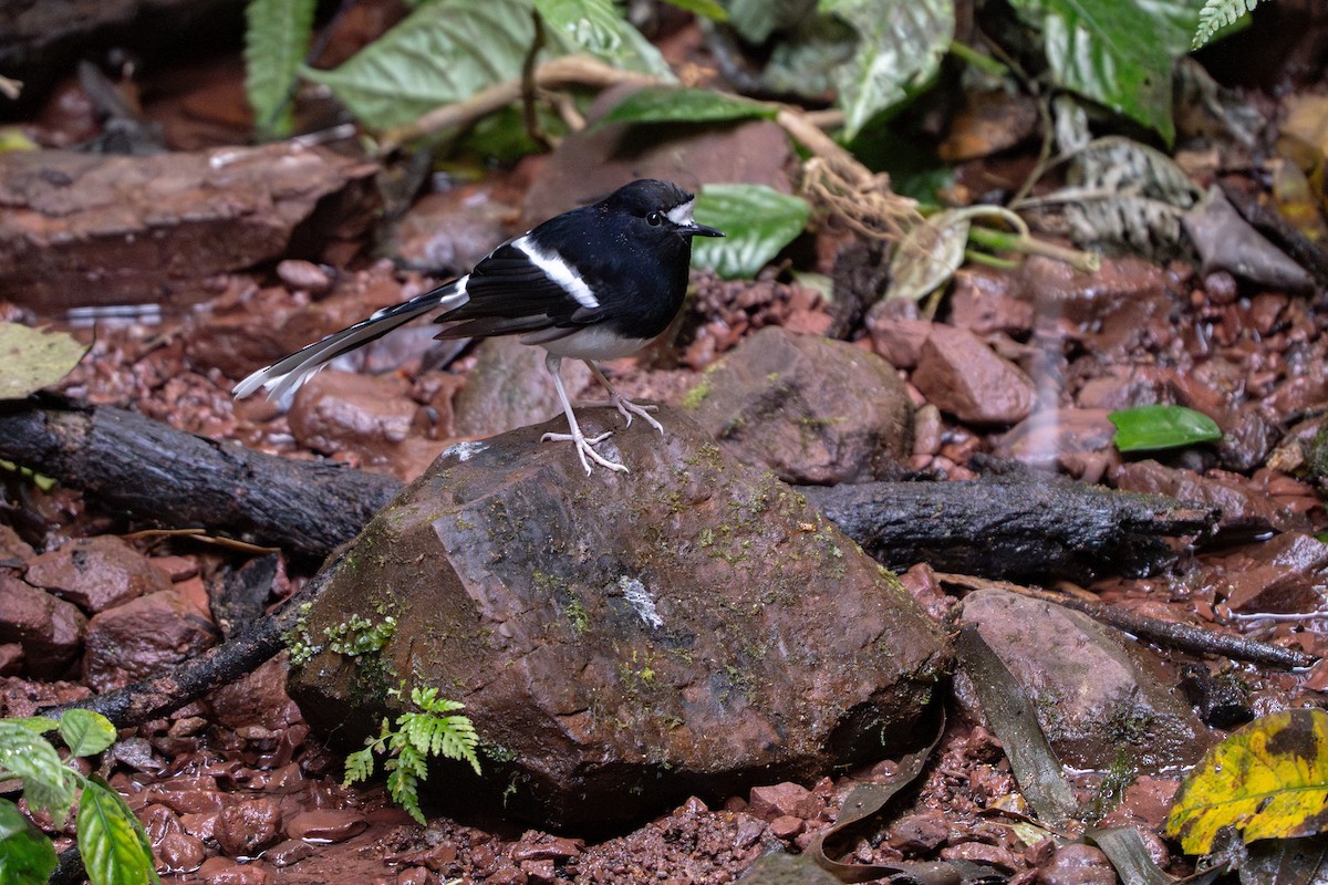 Weißscheitel-Scherenschwanz - ML646220129