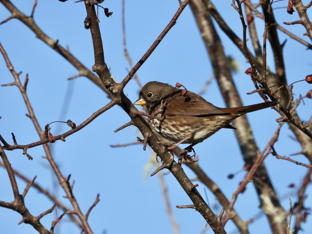 Fox Sparrow - ML646220145