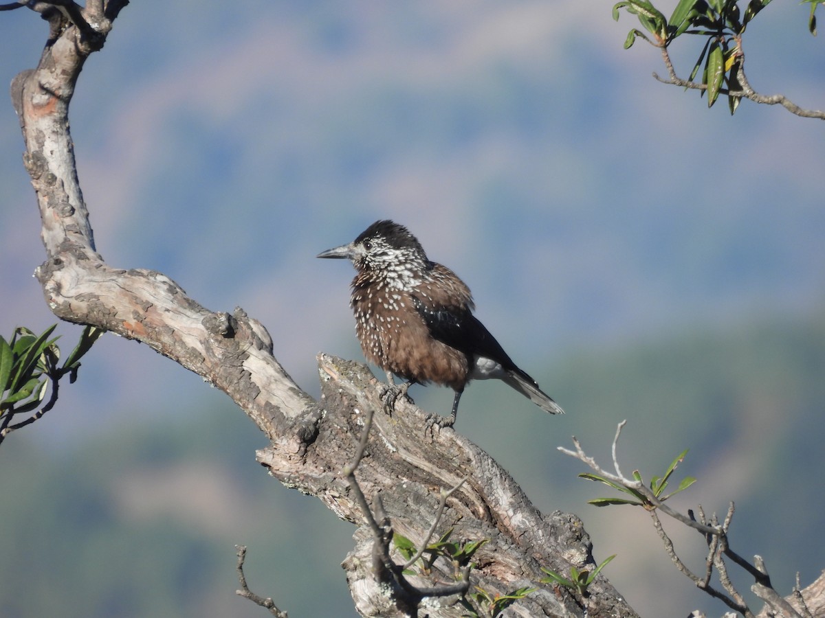 Southern Nutcracker - ML646220146