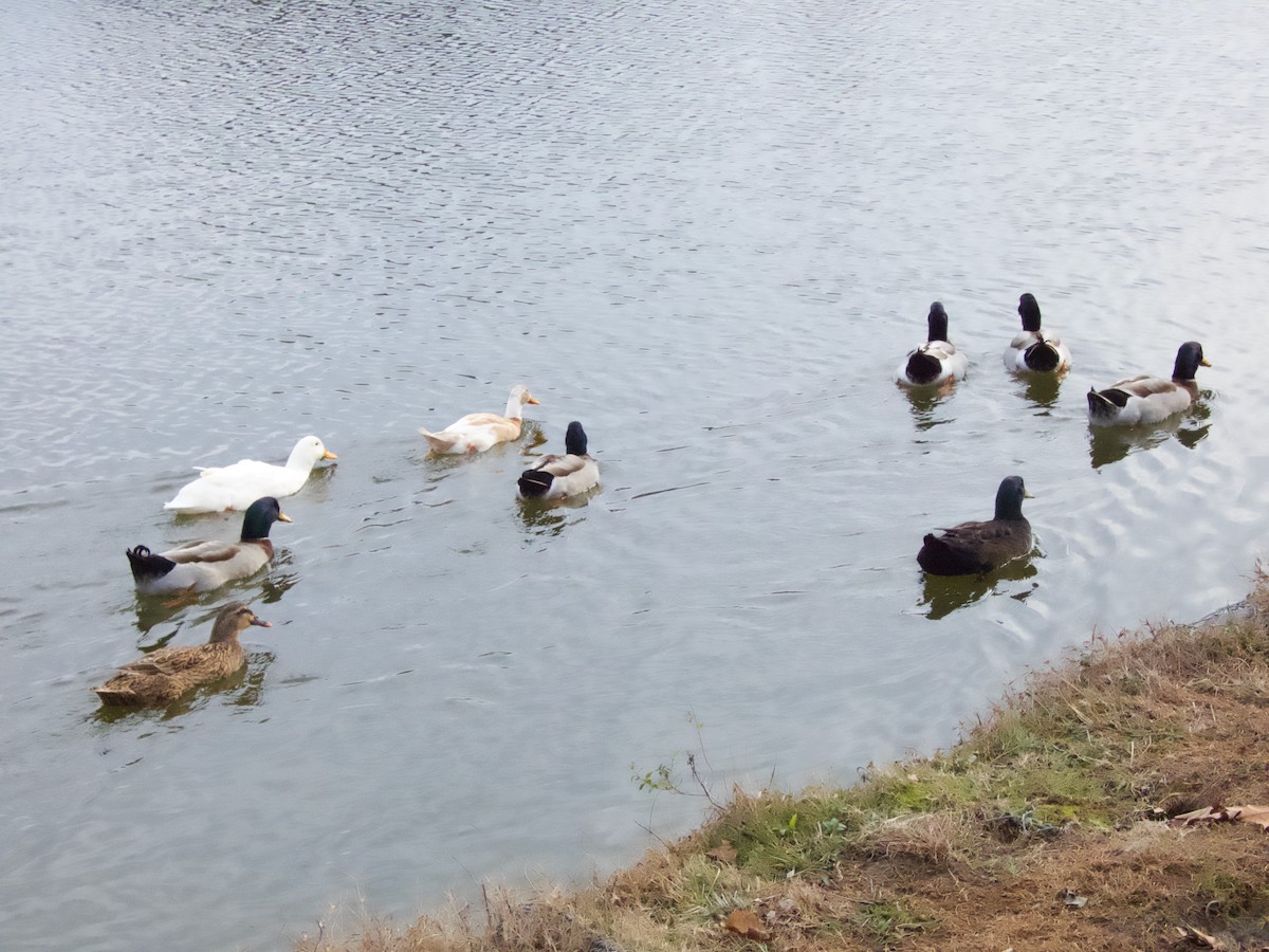 Mallard - ML646220148