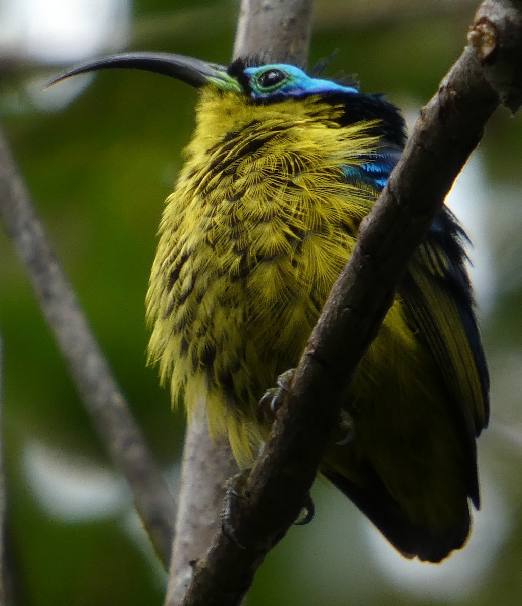 Голобров довгодзьобий - ML646220149