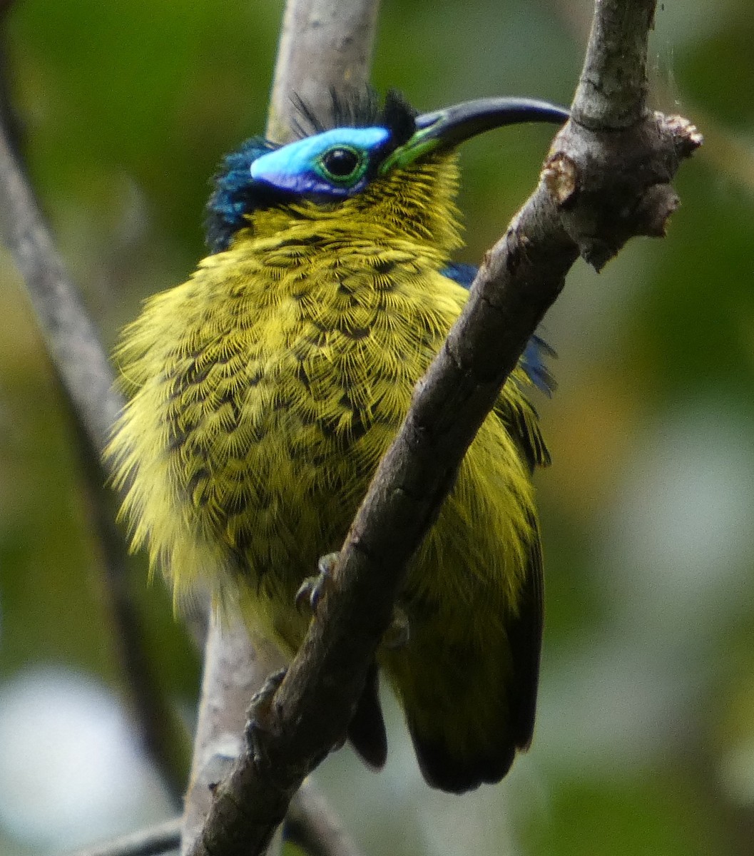 Голобров довгодзьобий - ML646220150