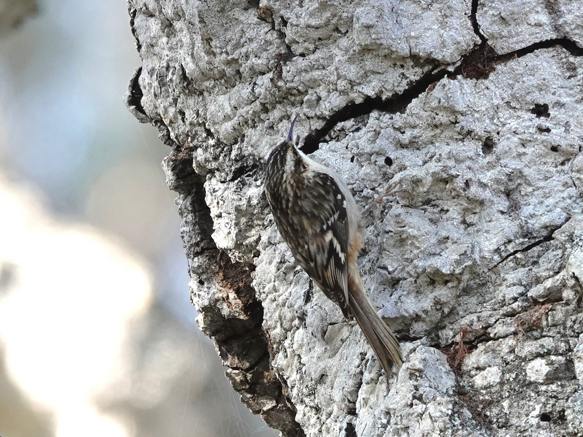 Brown Creeper - ML646220154