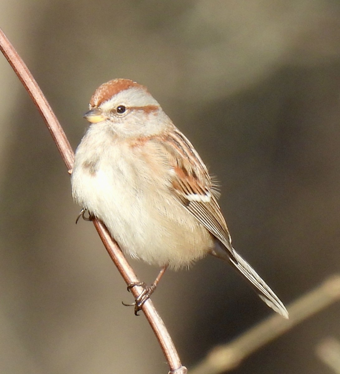 Hudson Körfezi Serçesi - ML646220155