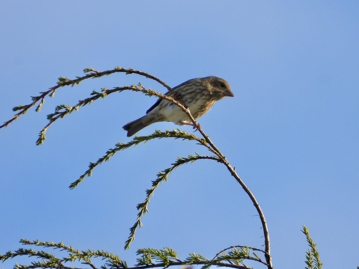 Purple Finch - ML646220156