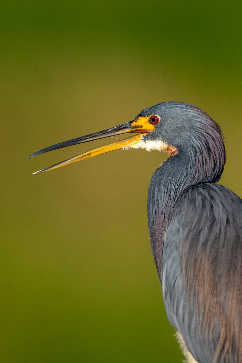 Tricolored Heron - ML646220157