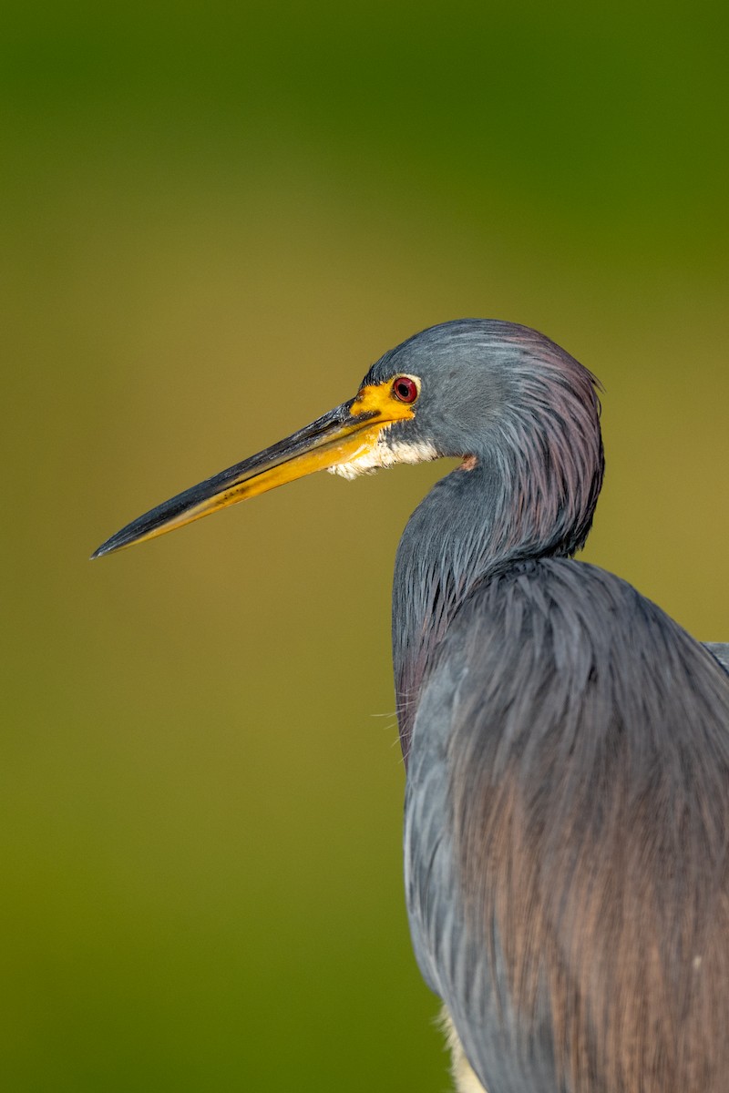 Tricolored Heron - ML646220158