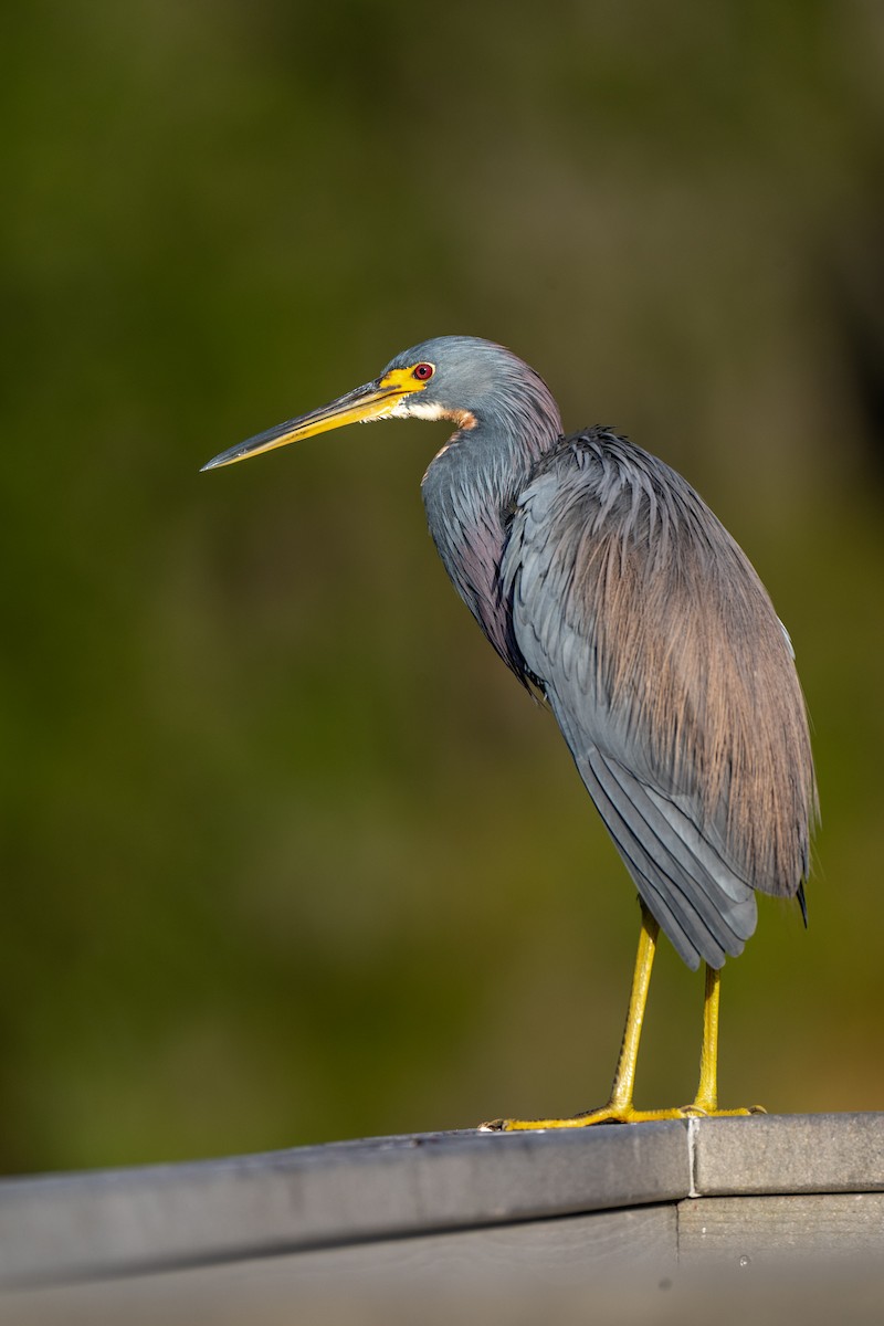 Tricolored Heron - ML646220159