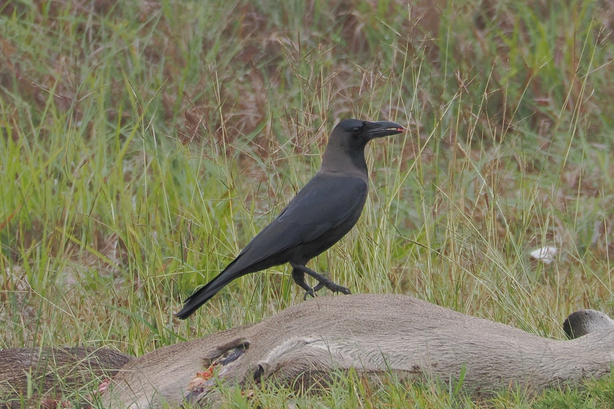 House Crow - ML646220161