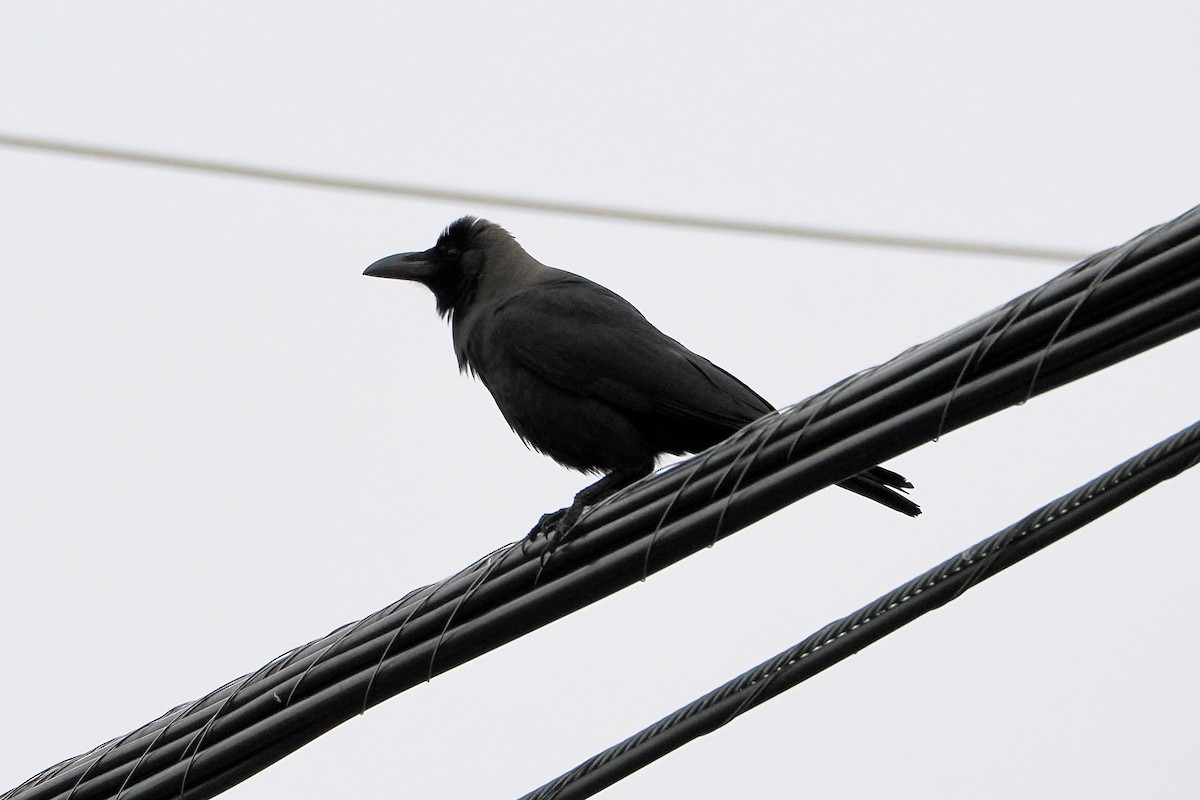 House Crow - ML646220162