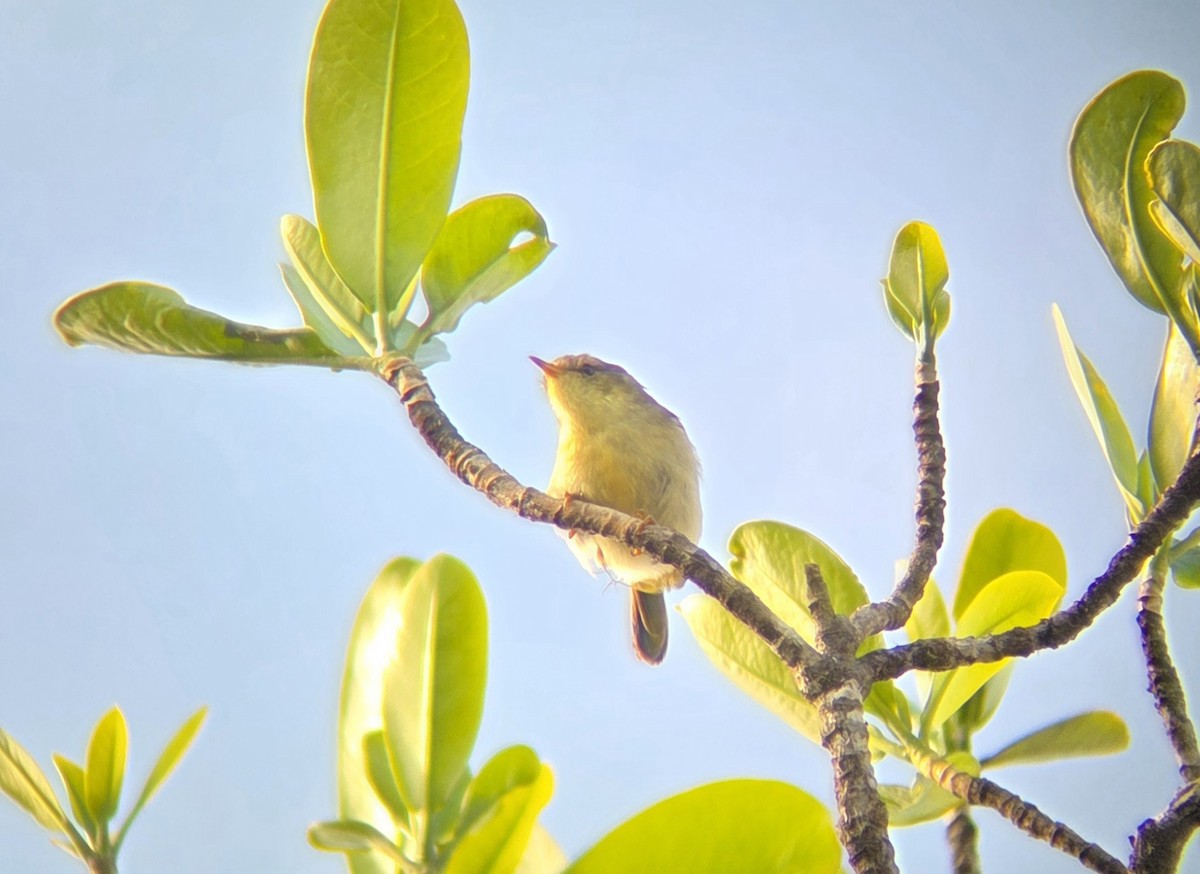 Мадагаскарка - ML646220164