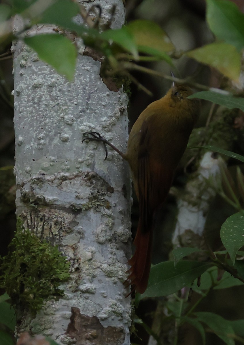 Дереволаз оливковий - ML646220168