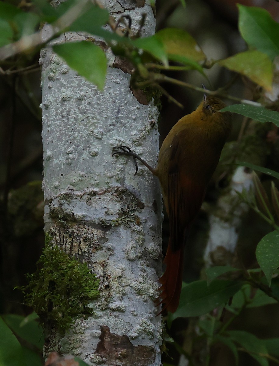 Дереволаз оливковий - ML646220169