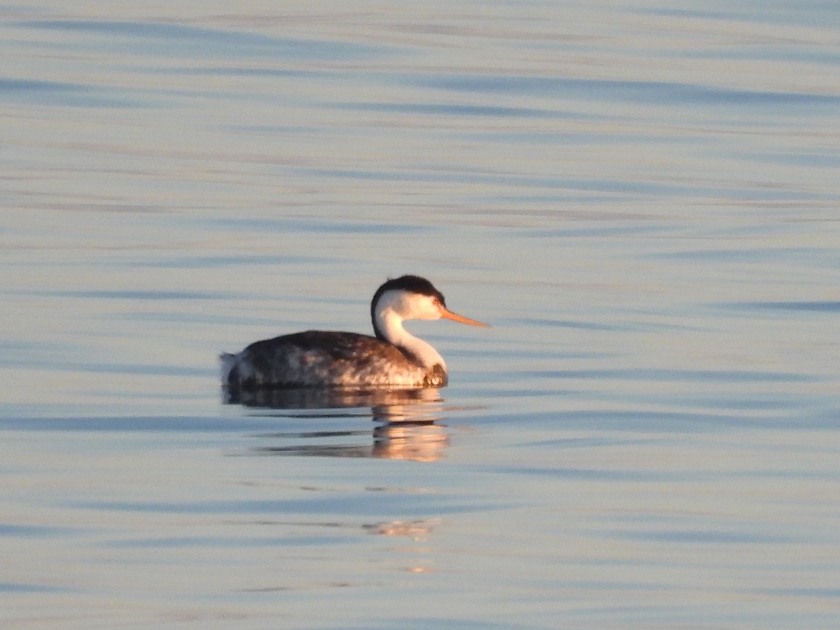 Western Grebe - ML646220172