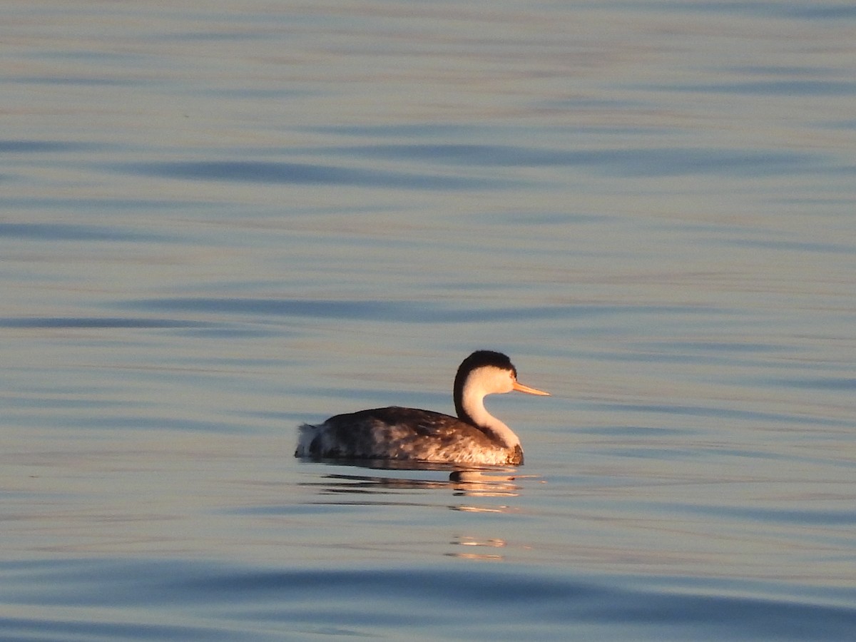 Western Grebe - ML646220173