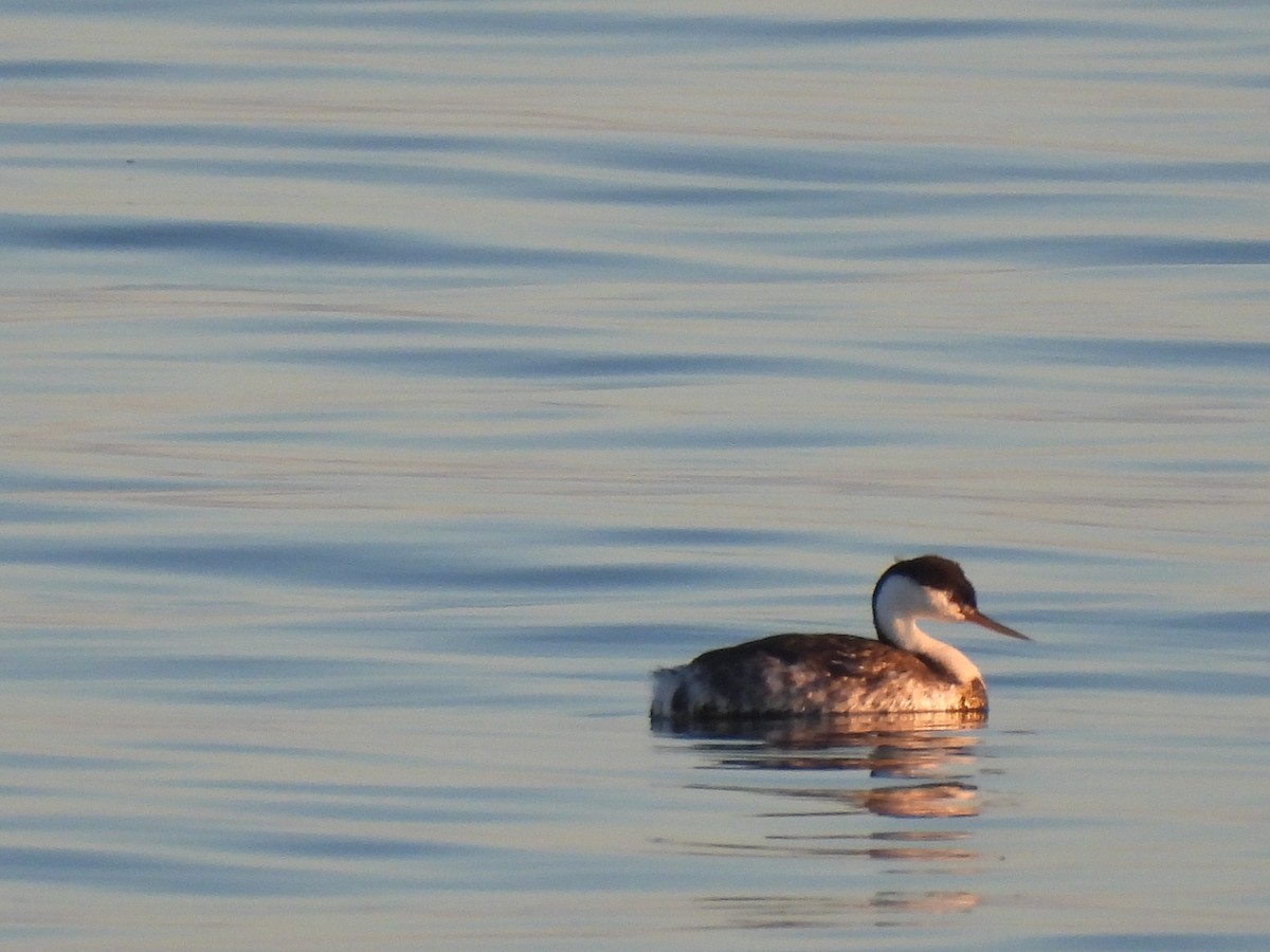 Western Grebe - ML646220174