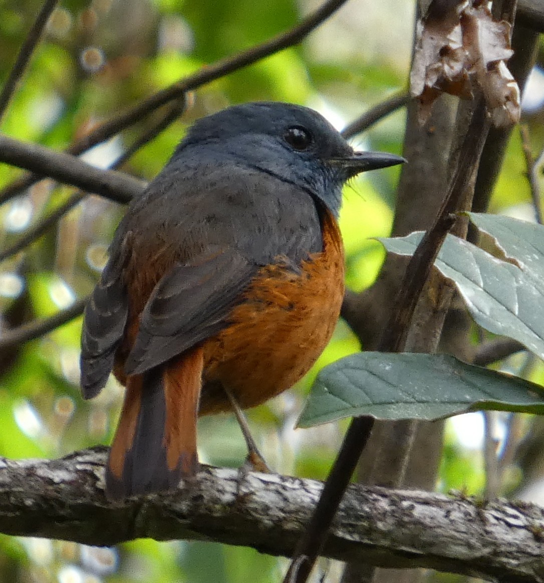 Нагірник струмковий (підвид sharpei) - ML646220175