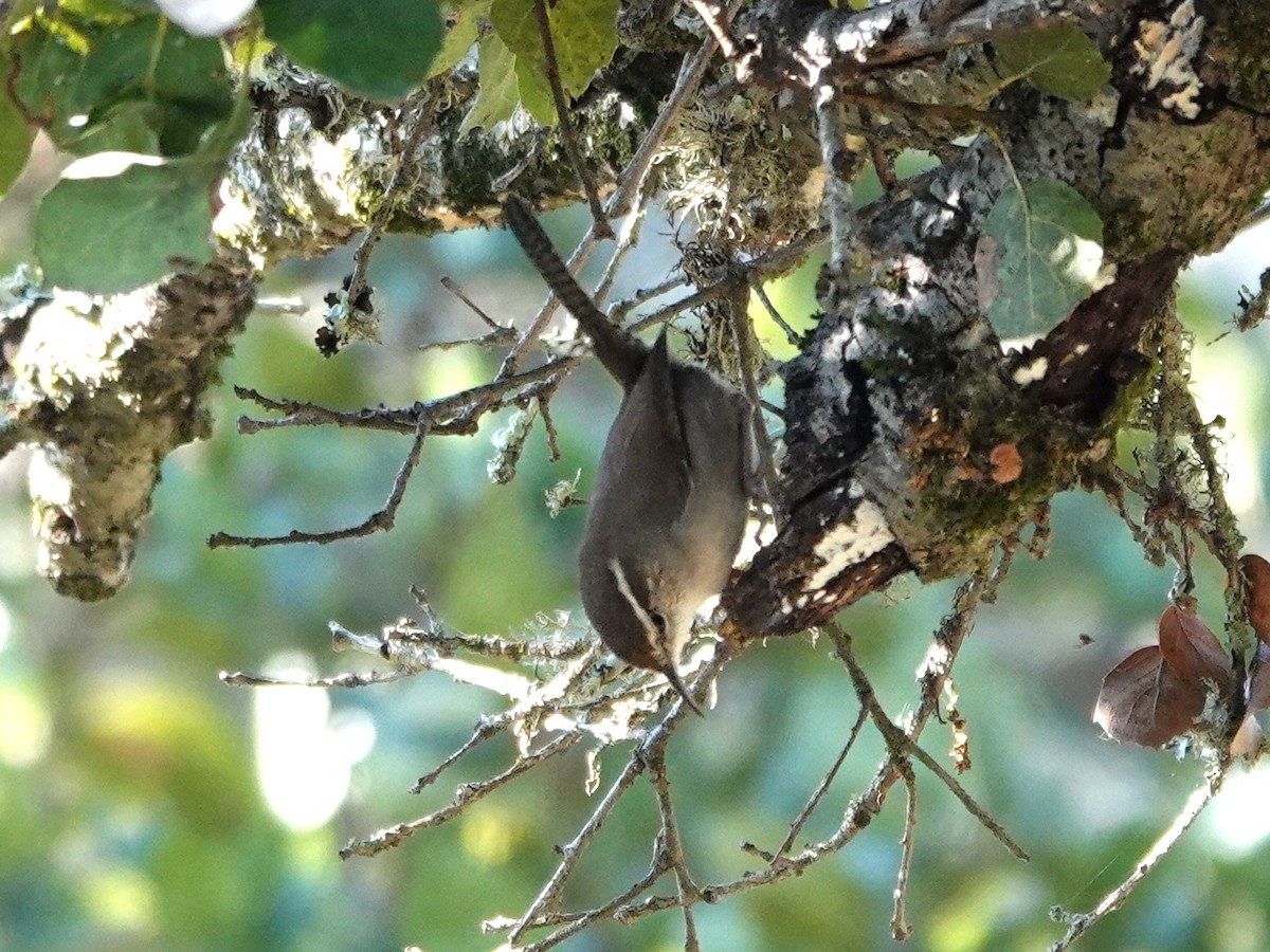 Підбуреник - ML646220177