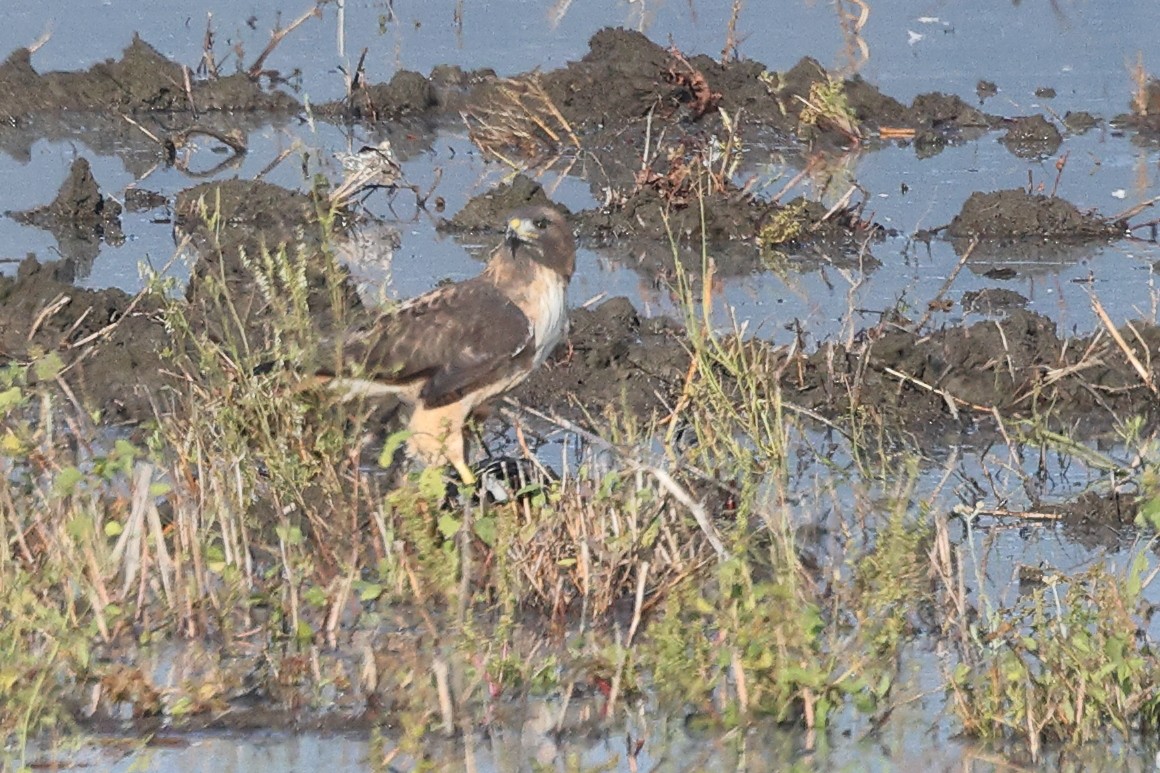 Red-tailed Hawk - ML646220179
