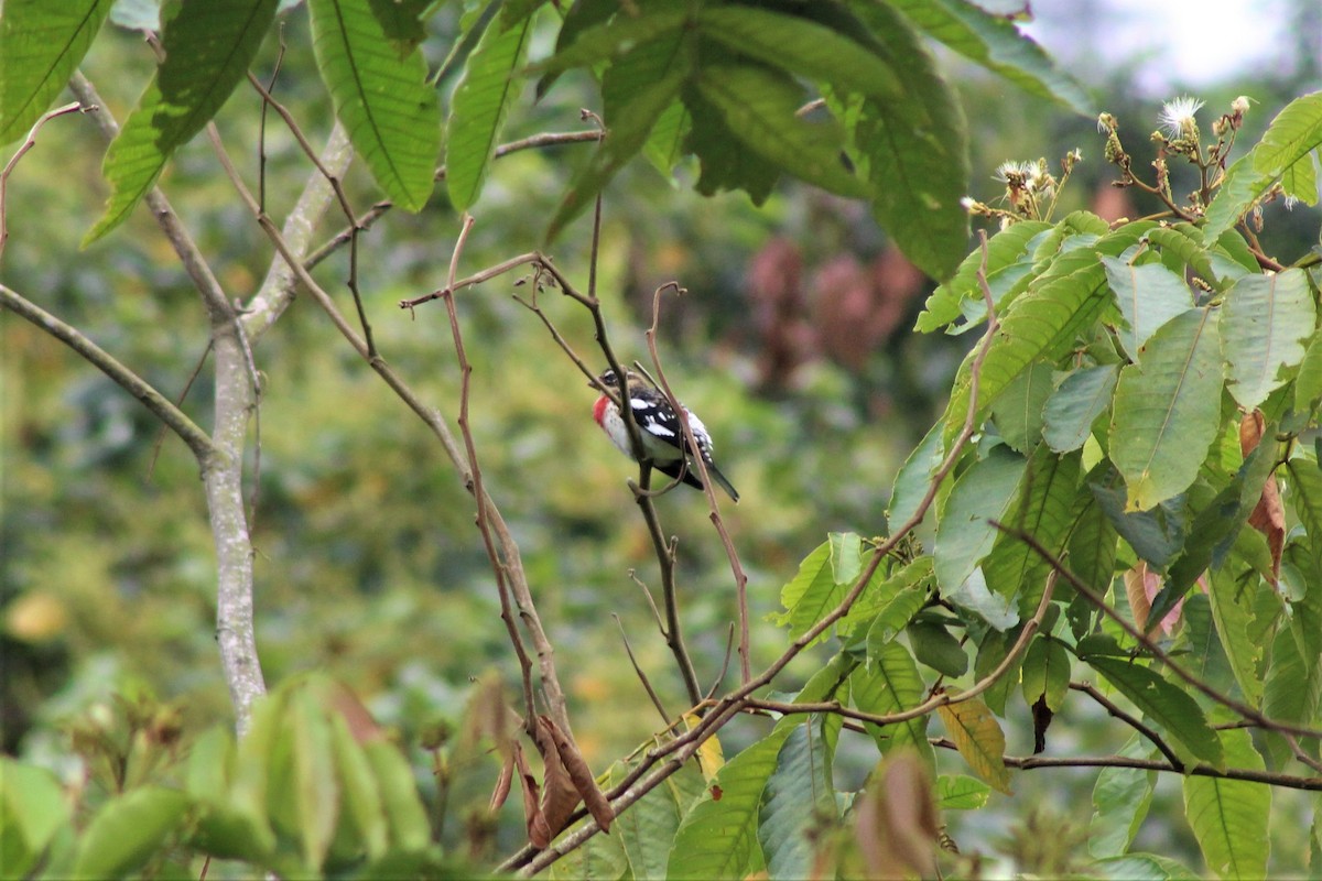 Rose-breasted Grosbeak - ML646220180