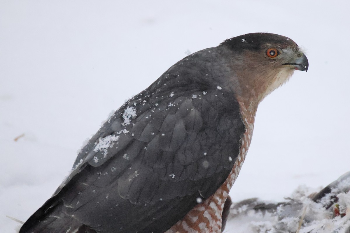 Cooper's Hawk - ML646220183