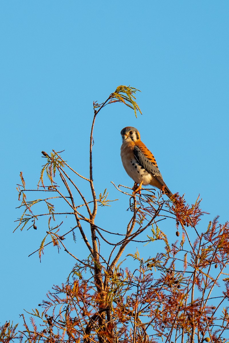 American Kestrel (Northern) - ML646220186